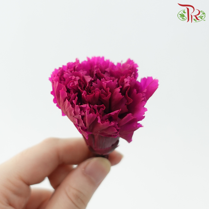Preserved Carnation - Magenta ( 8 Blooms )