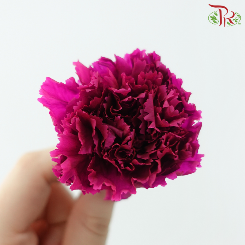 8 Blooms Preserved Carnation - Magenta