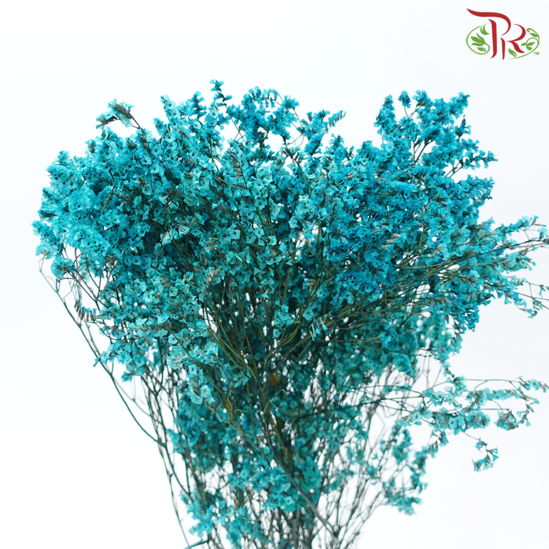 Preserved Caspia - Turquoise (Per Bunch)