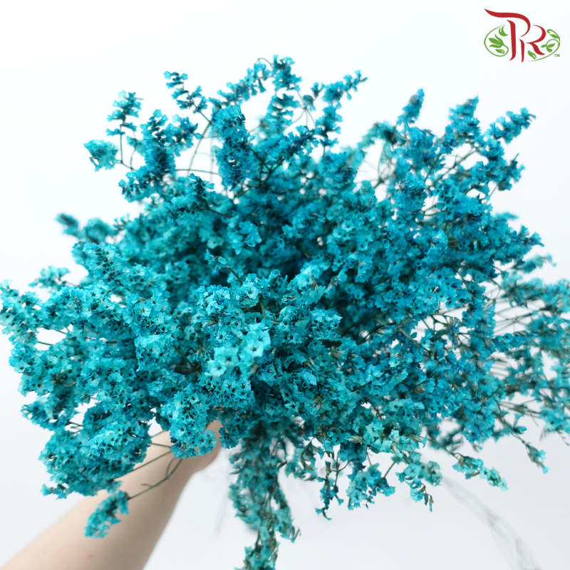 Preserved Caspia - Turquoise (Per Bunch)