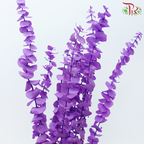 Preserved Eucalyptus Baby Blue Bleached - Purple (Per Bunch)