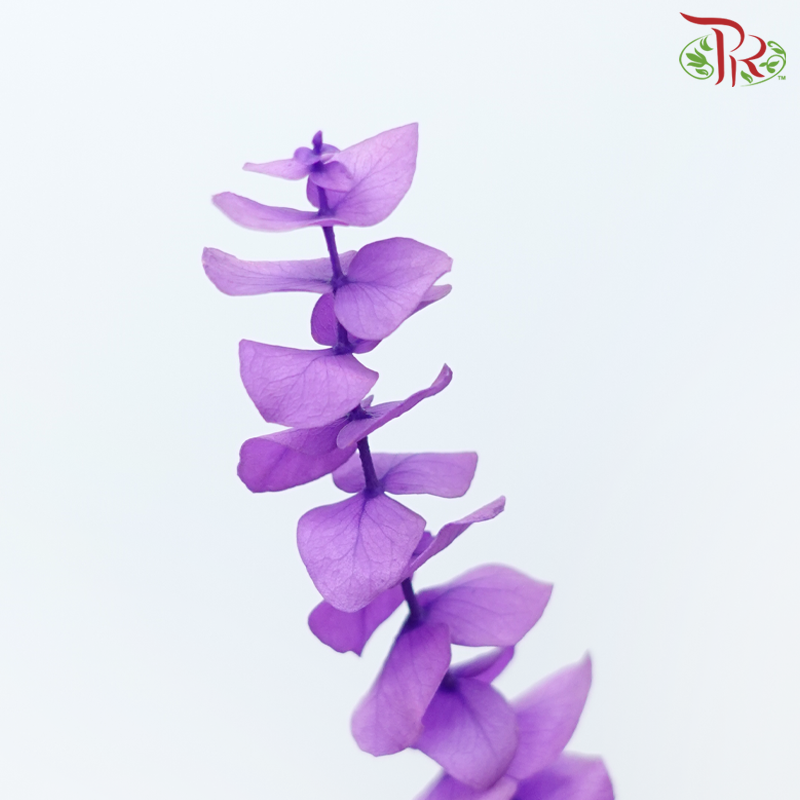 Preserved Eucalyptus Baby Blue Bleached - Purple (Per Bunch)