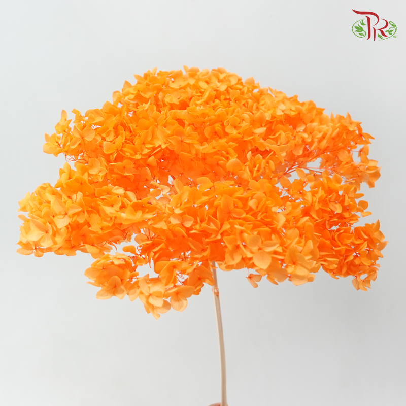 Preserved Hydrangea - Aerospace Orange (Per Stem)