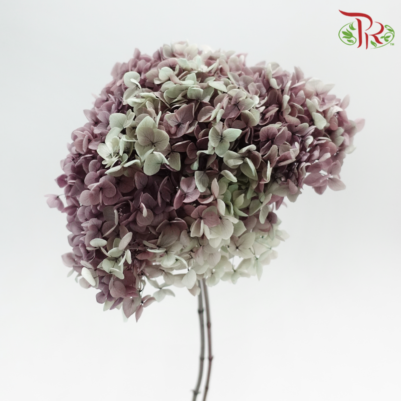 Preserved Hydrangea - Bicolour Chinese Violet (Per Stem)