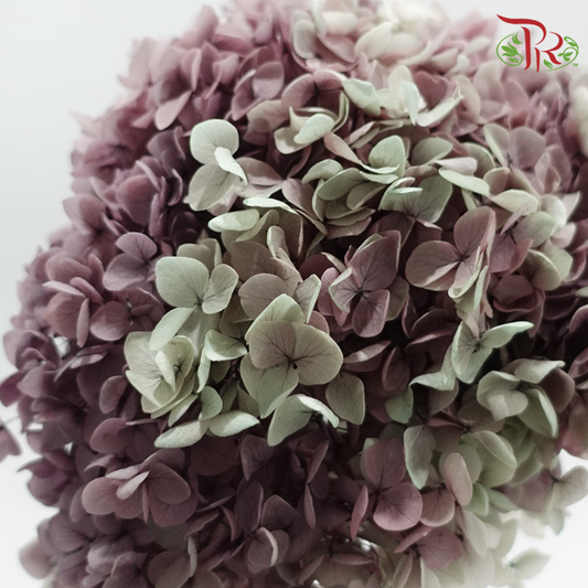 Preserved Hydrangea - Bicolour Chinese Violet (Per Stem)