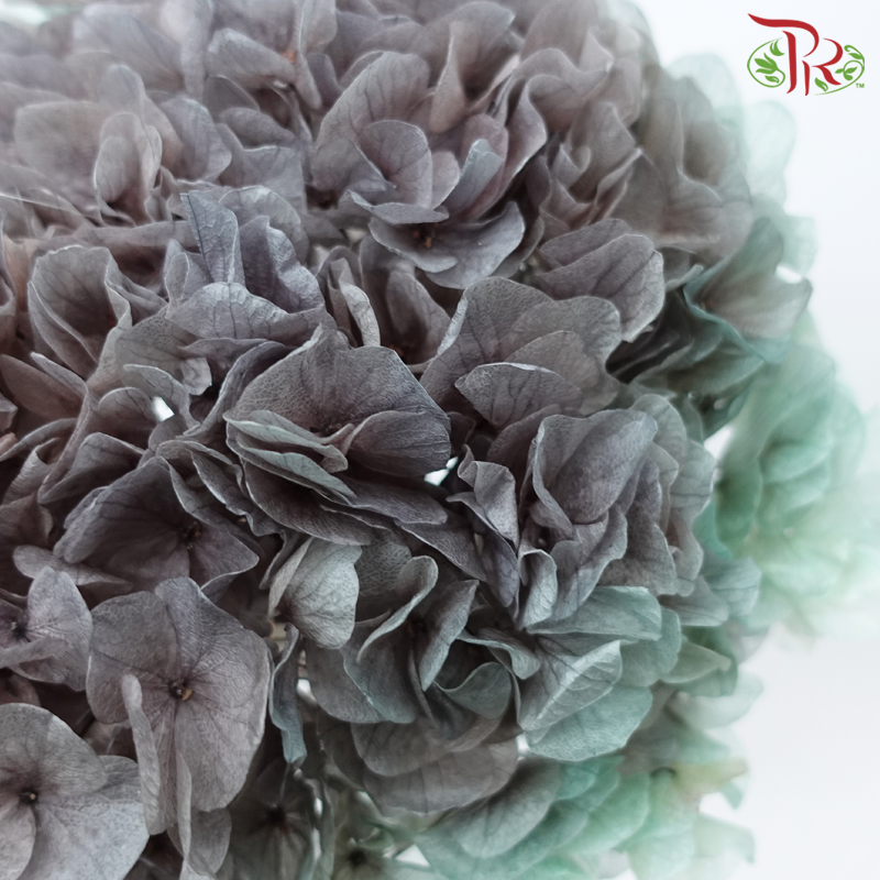 Preserved Hydrangea - Double Tone Grey With Green (Per Stem)