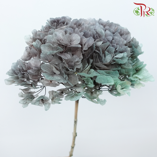 Preserved Hydrangea - Double Tone Grey With Green (Per Stem)