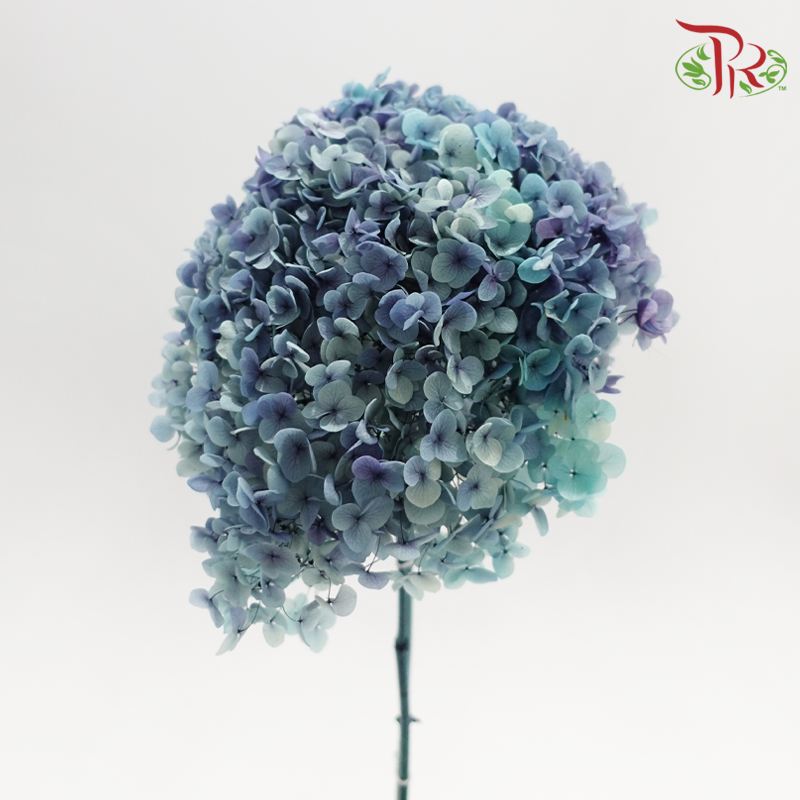 Preserved Hydrangea - Ocean (Per Stem) (Random Choose Colour)