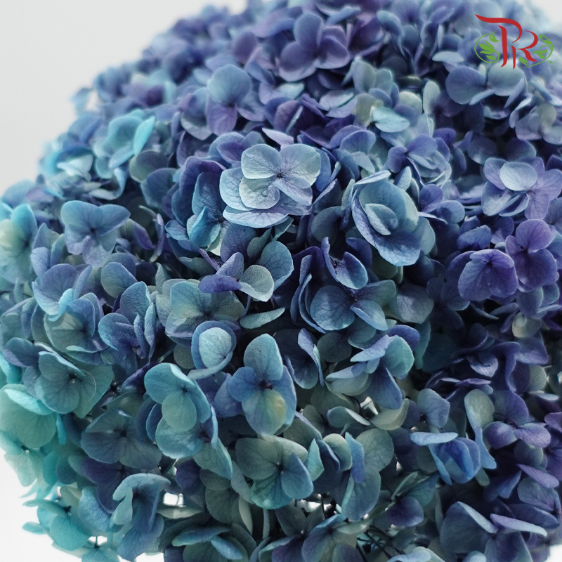 Preserved Hydrangea - Ocean (Per Stem) (Random Choose Colour)