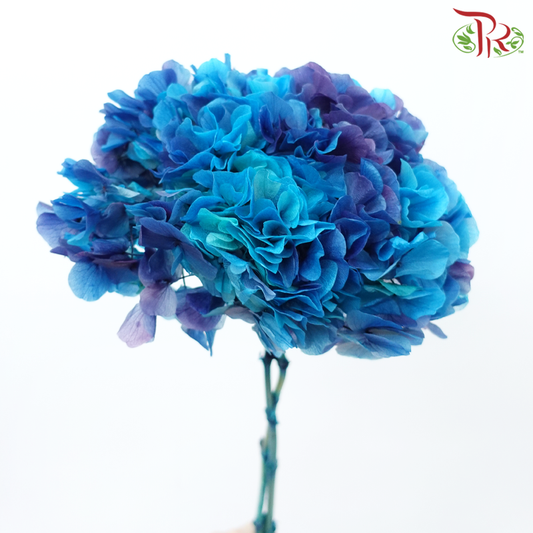 Hydrangea Terpelihara - Biru (Setiap Batang)