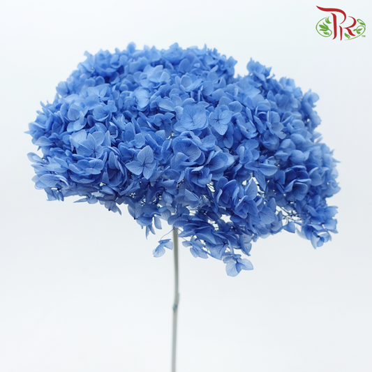 保存绣球花 - 蓝色（每茎）