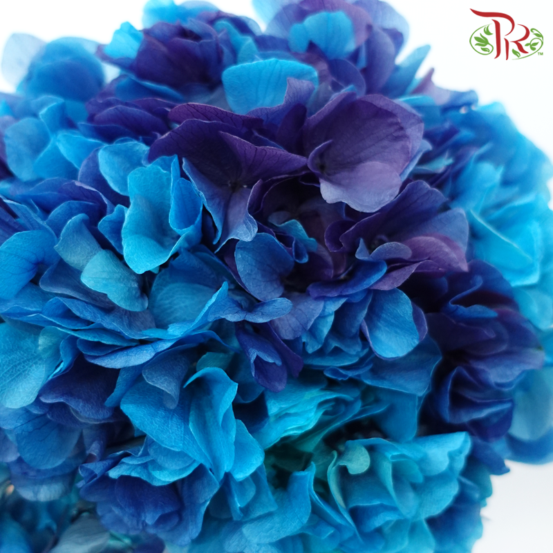 Preserved Hydrangea - Double Tone Blue With Purple (Per Stem)