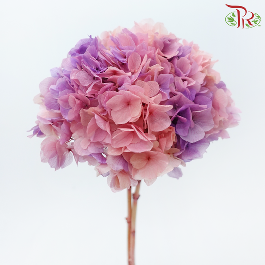 Preserved Hydrangea - Double Tone Pink With Purple (Per Stem)