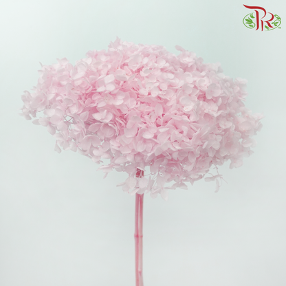 Preserved Hydrangea - Baby Pink (Per Stem)
