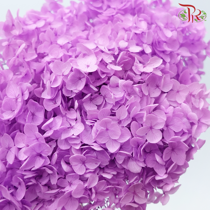 Preserved Hydrangea - Pink Purple (Per Stem)