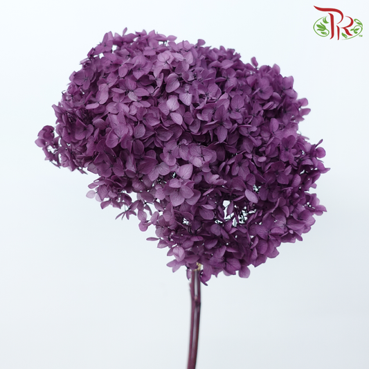 Preserved Hydrangea - Dark Purple (Per Stem)