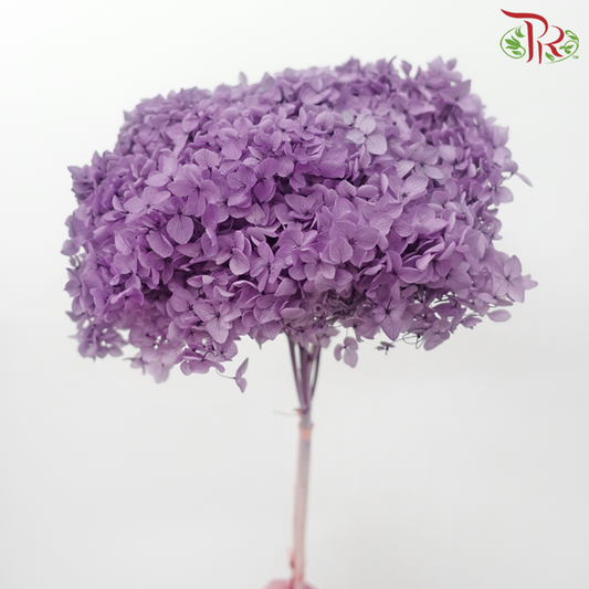 保存绣球花 - 褪色紫色（每茎）