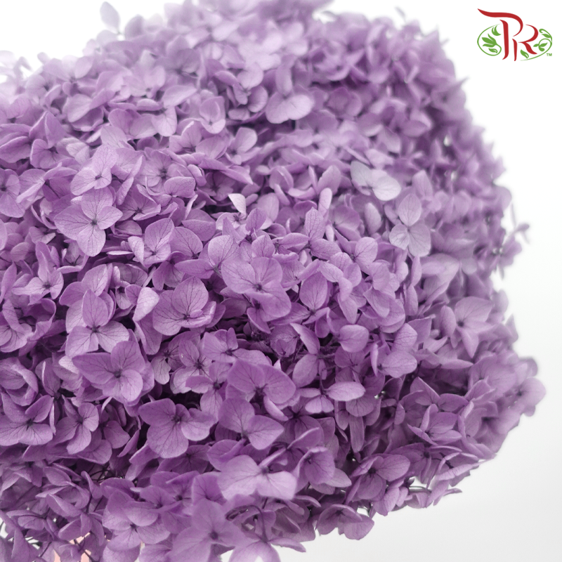 保存绣球花 - 褪色紫色（每茎）