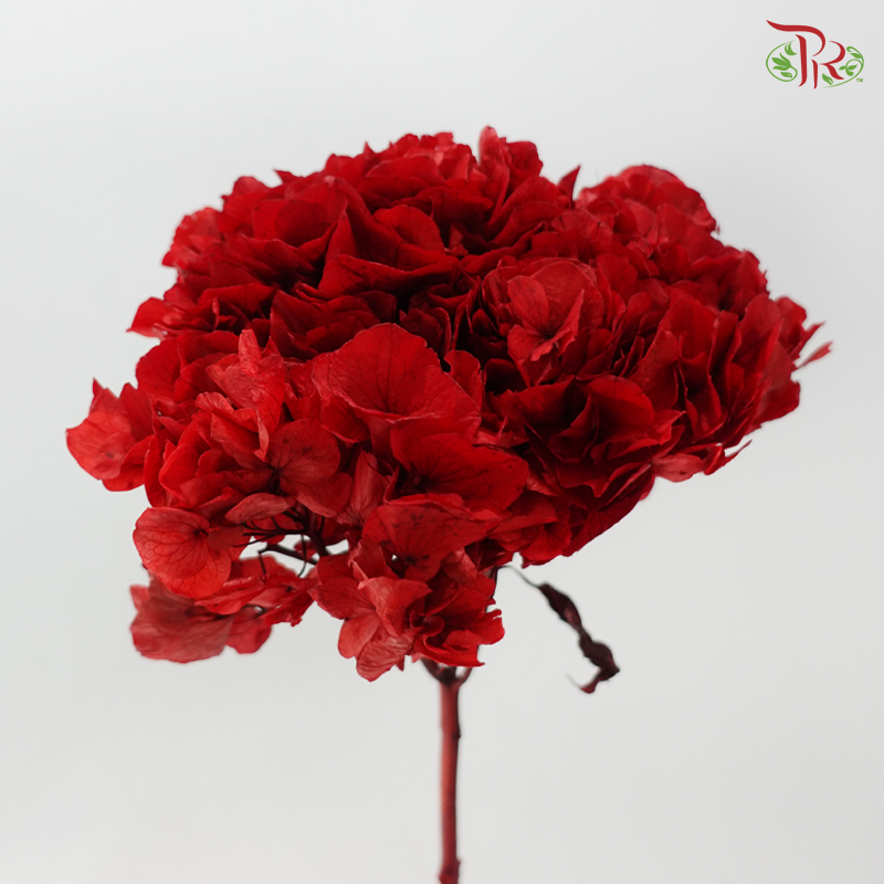 Preserved Hydrangea - Ruby Red (Per Stem)