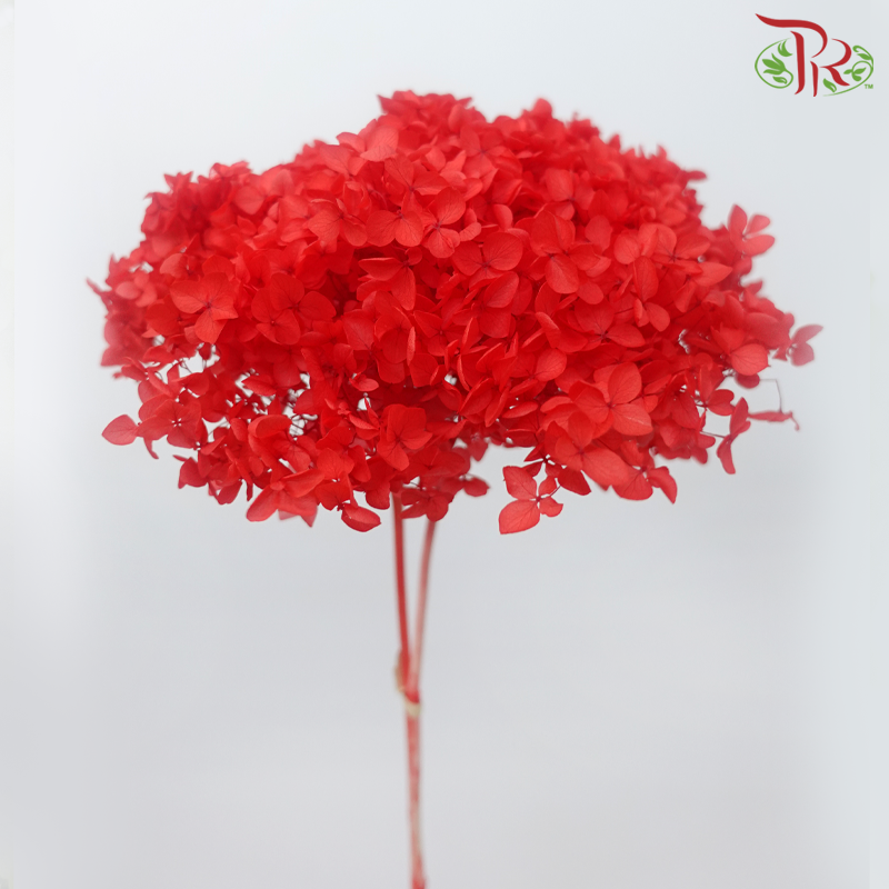 Preserved Hydrangea - Red (Per Stem)