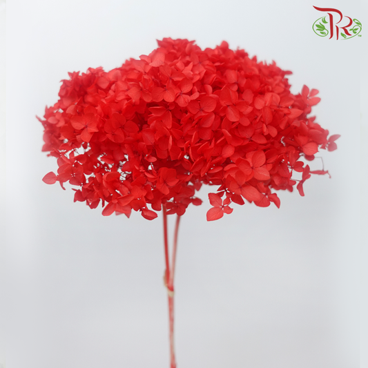 Hydrangea yang diawet - Merah (Setiap Batang)