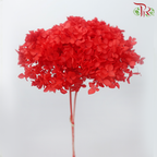 Preserved Hydrangea - Red (Per Stem)