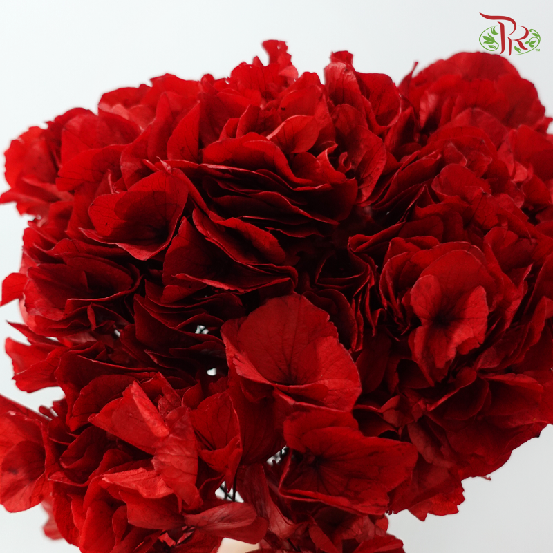 Preserved Hydrangea - Ruby Red (Per Stem)