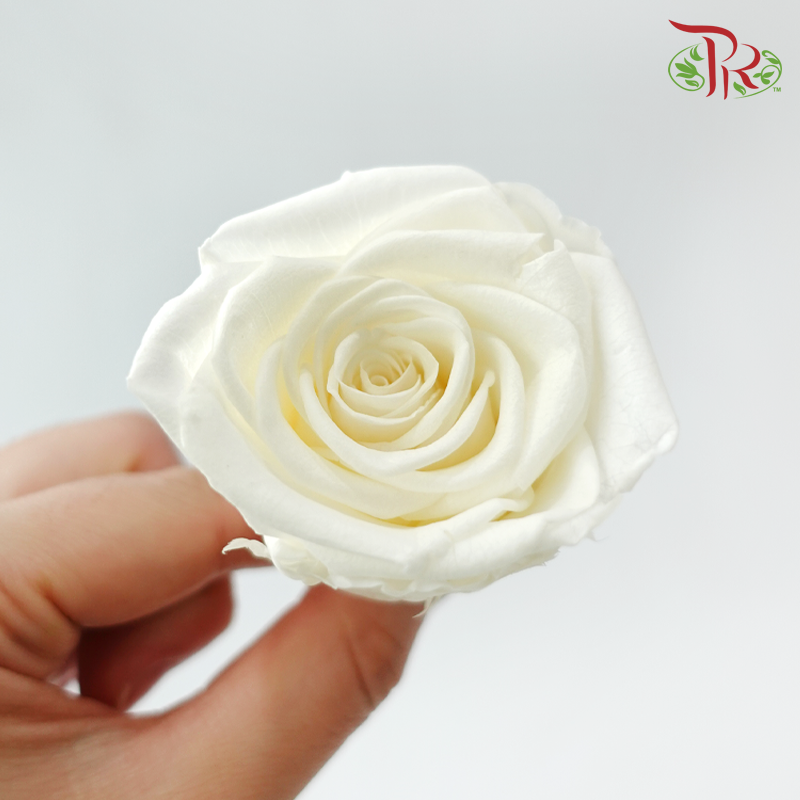 8 Blooms Preserved Roses - Cream White