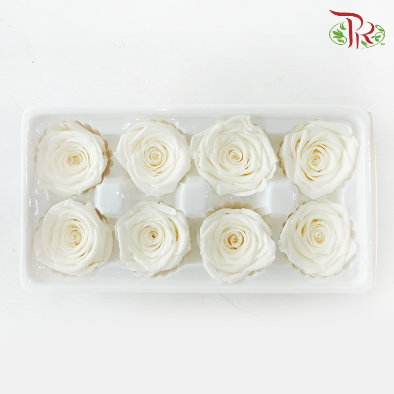 8 Blooms Preserved Roses - Cream White