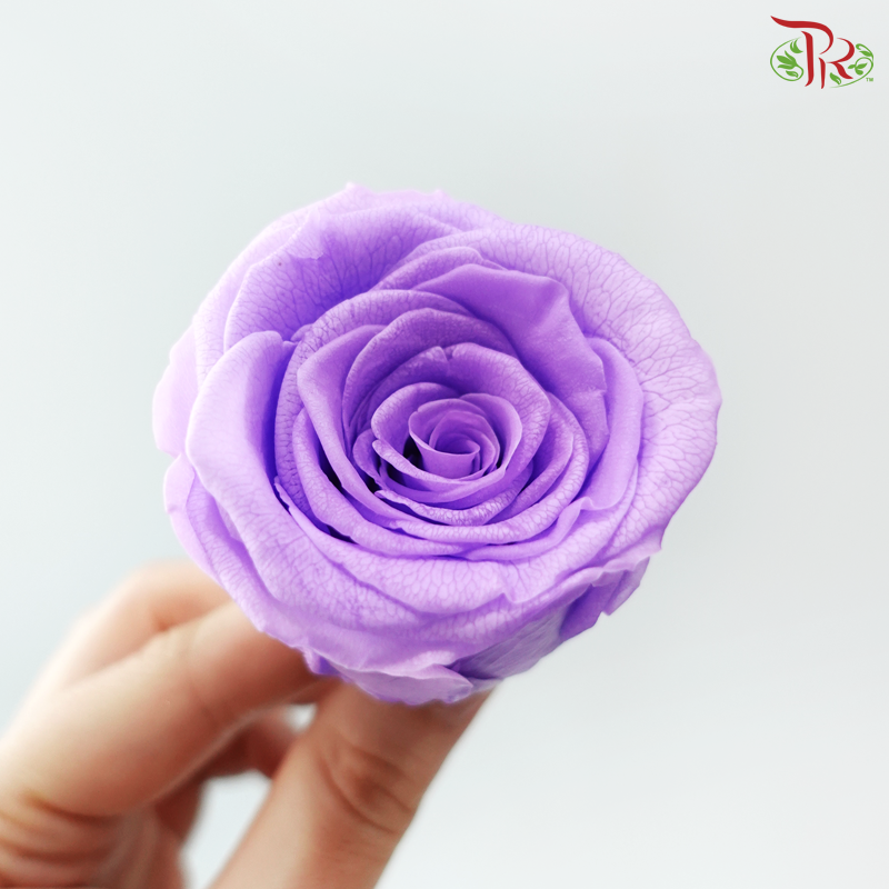 8 Blooms Preserved Roses - Medium Purple