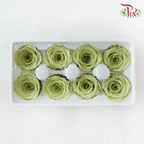 8 Blooms Preserved Roses - Light Olive Green