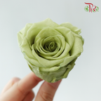 8 Blooms Preserved Roses - Light Olive Green