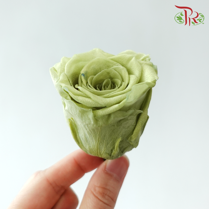 8 Blooms Preserved Roses - Light Olive Green