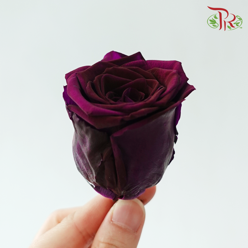 8 Blooms Preserved Roses - Plum