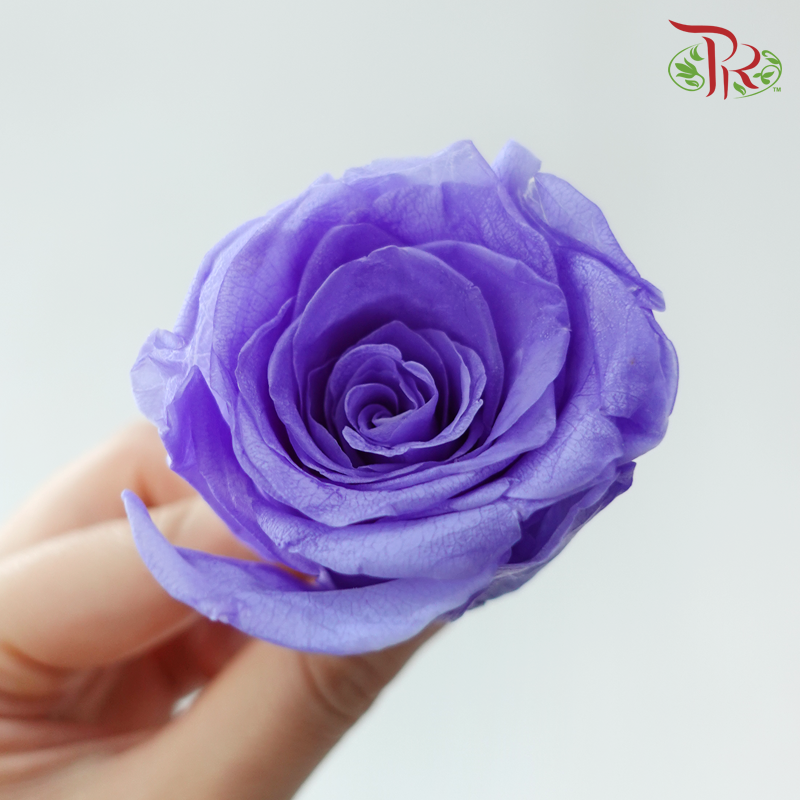 8 Blooms Preserved Roses - Purple
