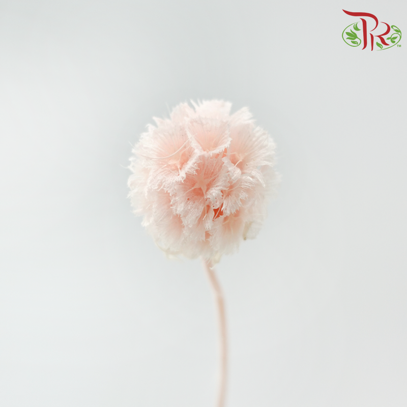 Preservative Scabiosa - Peach (Per Bunch)