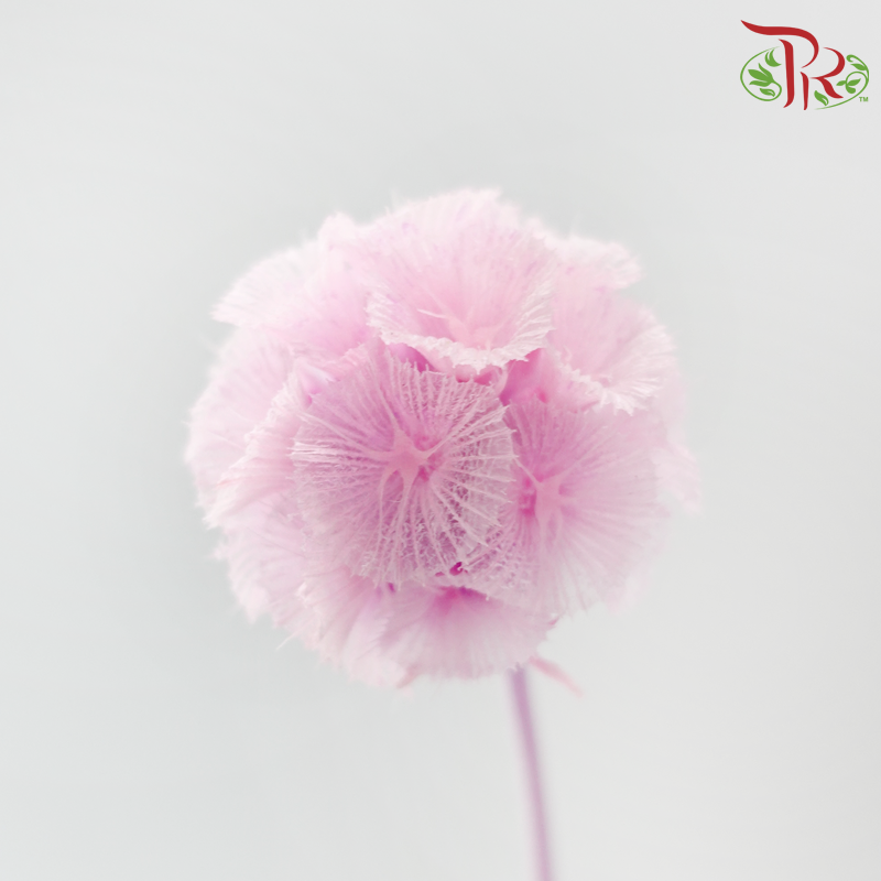 Preserved Scabiosa - Lavender Pink (Per Bunch)