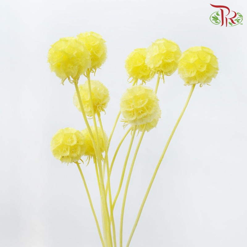 Preservative Scabiosa - Yellow (Per Bunch)