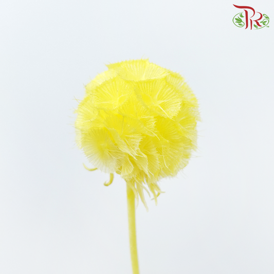 Preservative Scabiosa - Yellow (Per Bunch)