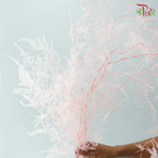 Preserved Asparagus Fern - Light Pink (Per Bunch)