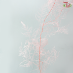 Preserved Asparagus Fern - Light Pink (Per Bunch)
