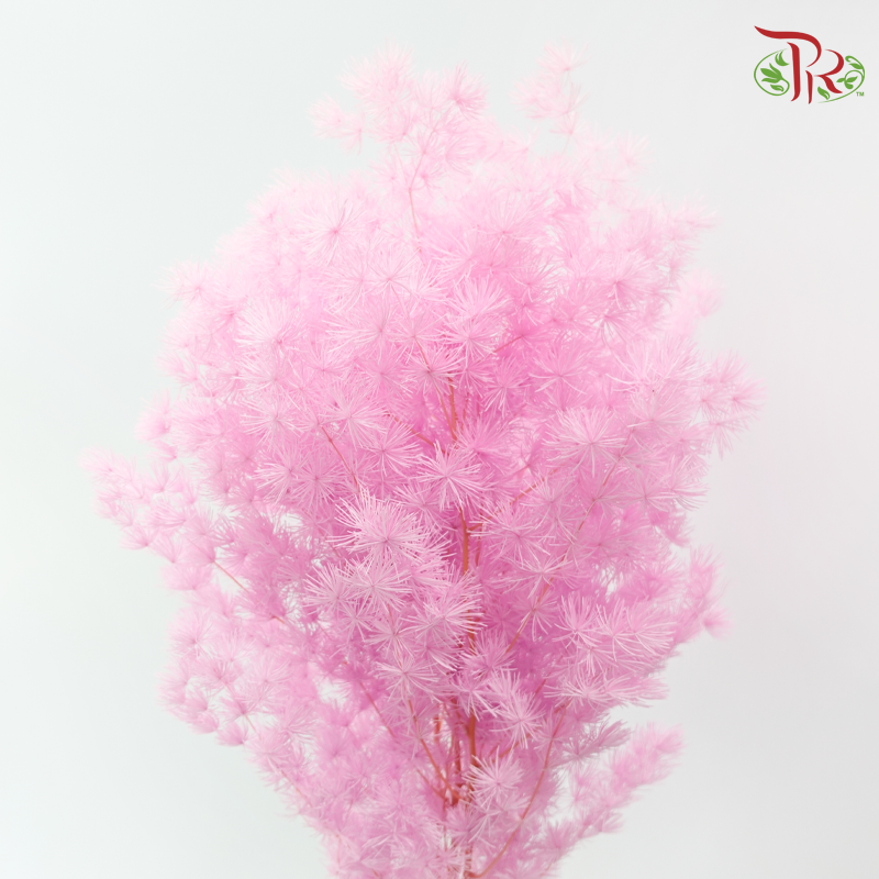 Preserved Asparagus Leaf - Light Orchid Pink (Per Bunch)