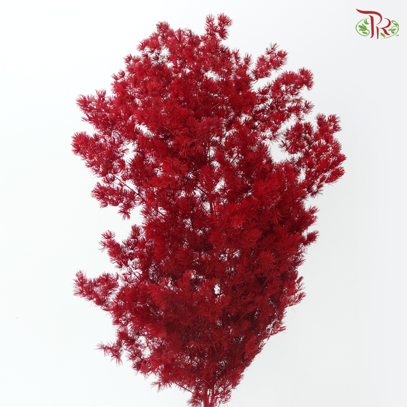 Preserved Asparagus Leaf (Fish Leaf) - Maroon (Per Bunch)