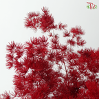 Preserved Asparagus Leaf (Fish Leaf) - Maroon (Per Bunch)