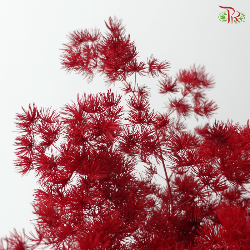 Preserved Asparagus Leaf (Fish Leaf) - Maroon (Per Bunch)
