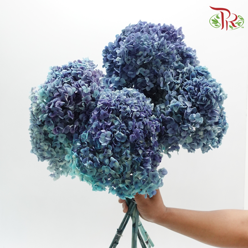 Preserved Hydrangea - Ocean (Per Stem) (Random Choose Colour)