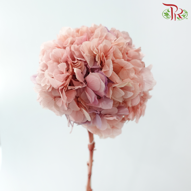 Preserved Hydrangea - Mixed Peach Pink With Purple (Per Stem) – Pudu ...