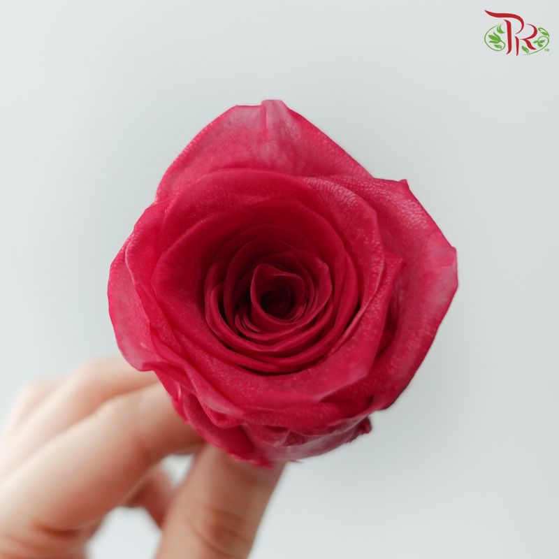 8 Blooms Preserved Roses - Dark Cherry Pink