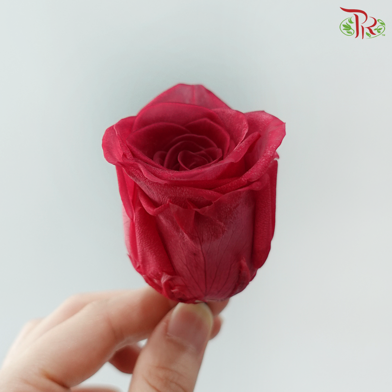 8 Blooms Preserved Roses - Dark Cherry Pink