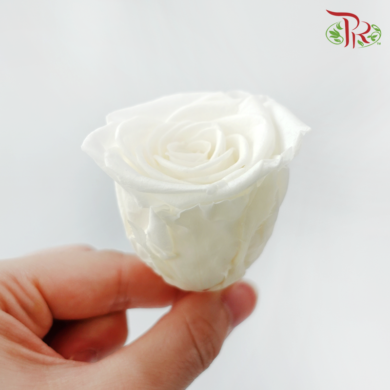 8 Blooms Preserved Roses - Cream White